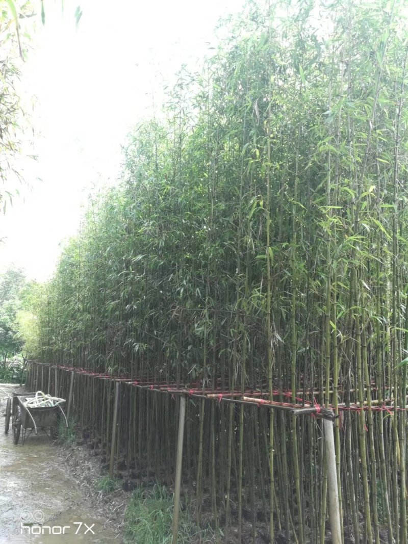 绿化用竹子