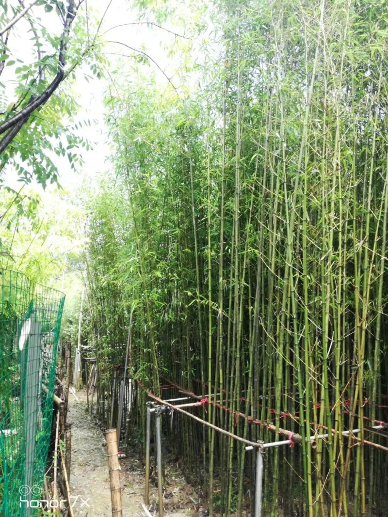 绿化用竹子