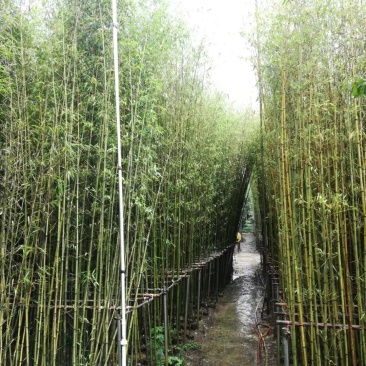 绿化用竹子