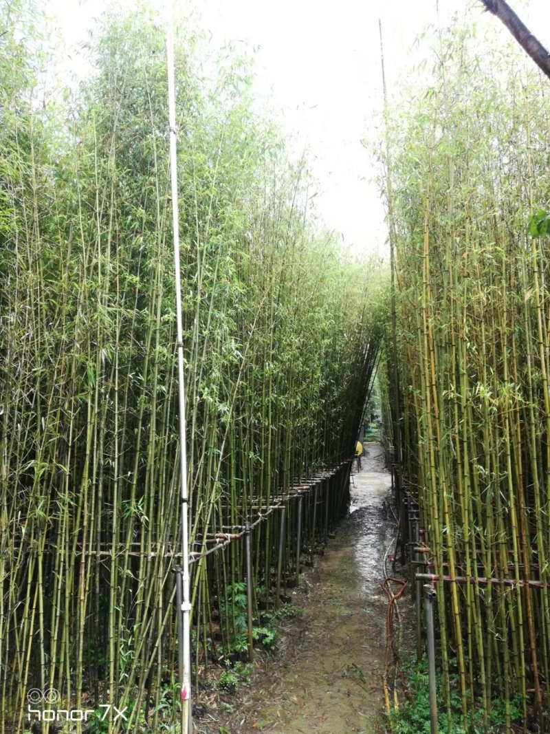 绿化用竹子