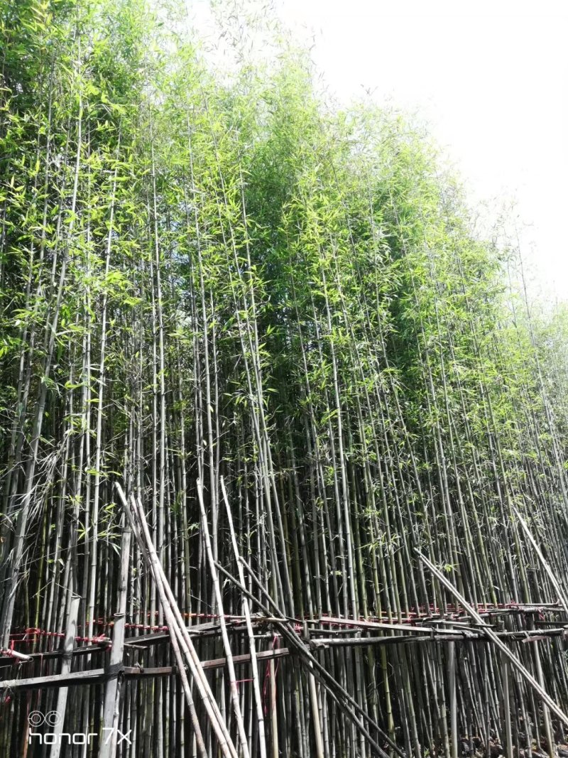 绿化用竹子