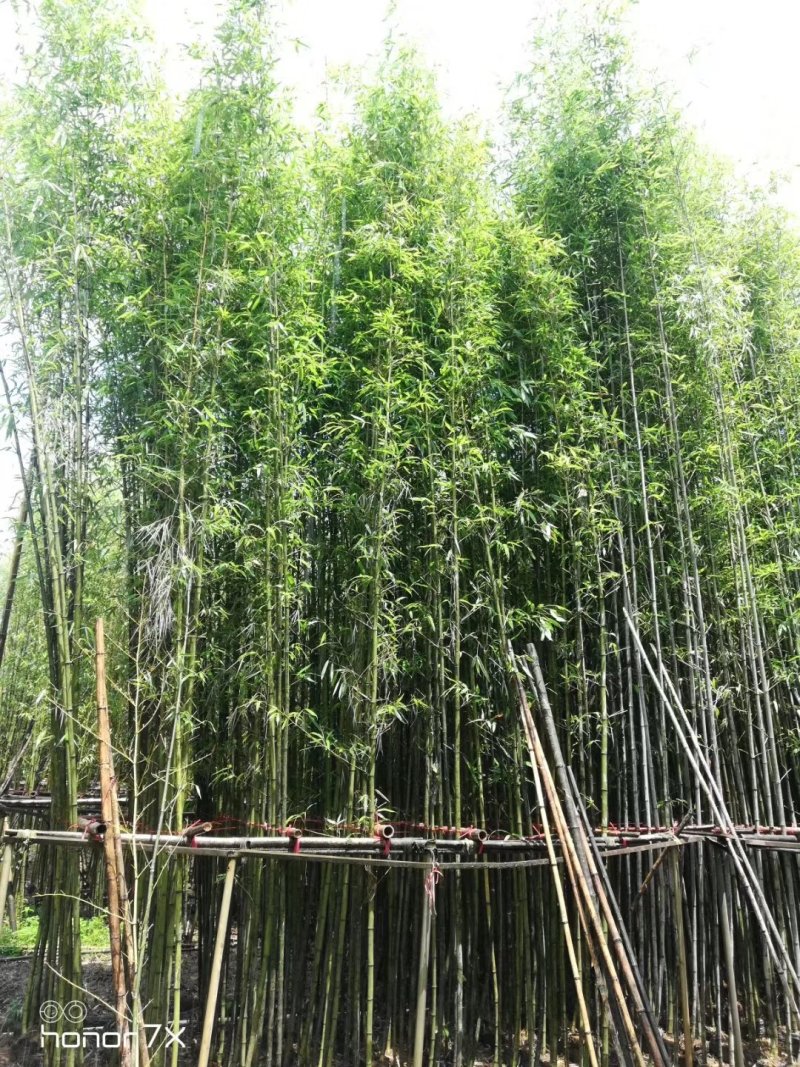 绿化用竹子