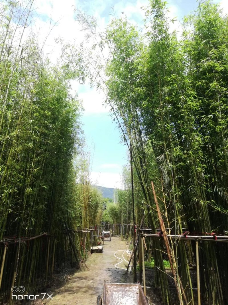绿化用竹子
