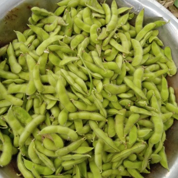 毛豆