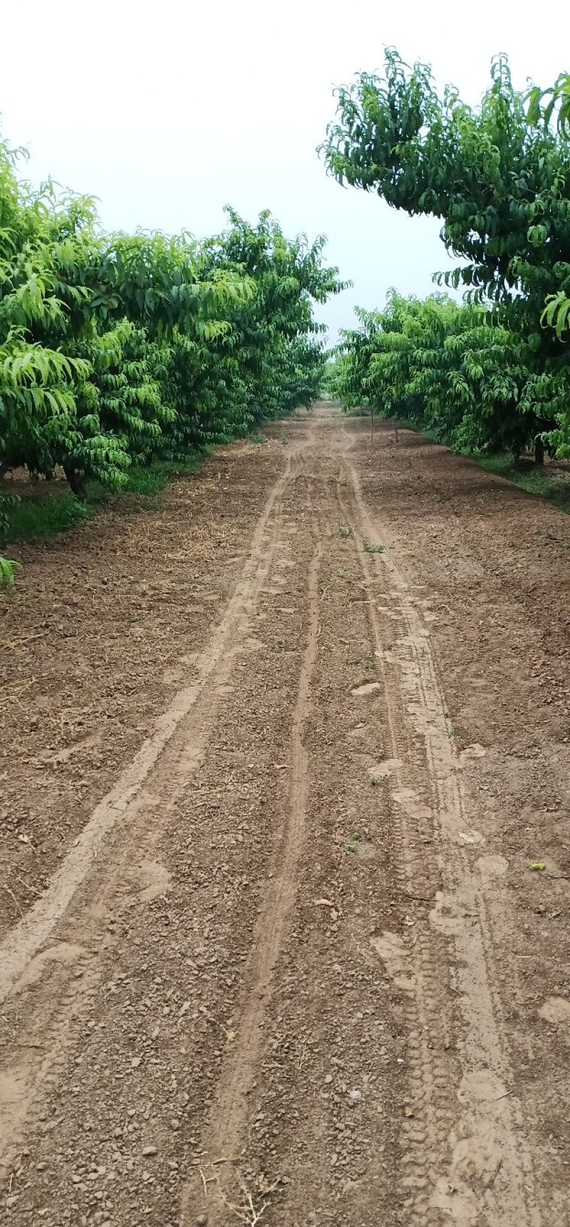 深州水蜜桃新鲜上市