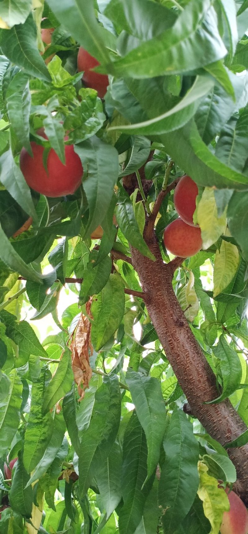 深州水蜜桃新鲜上市
