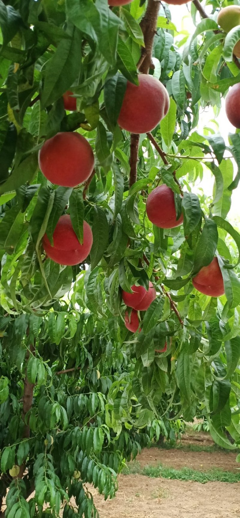 深州水蜜桃新鲜上市