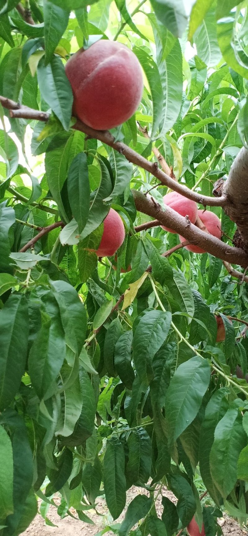深州水蜜桃新鲜上市