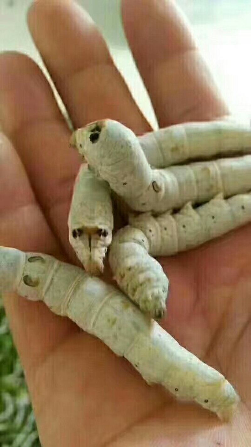 蚕丝、干蚕茧