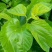 蚕丝、干蚕茧