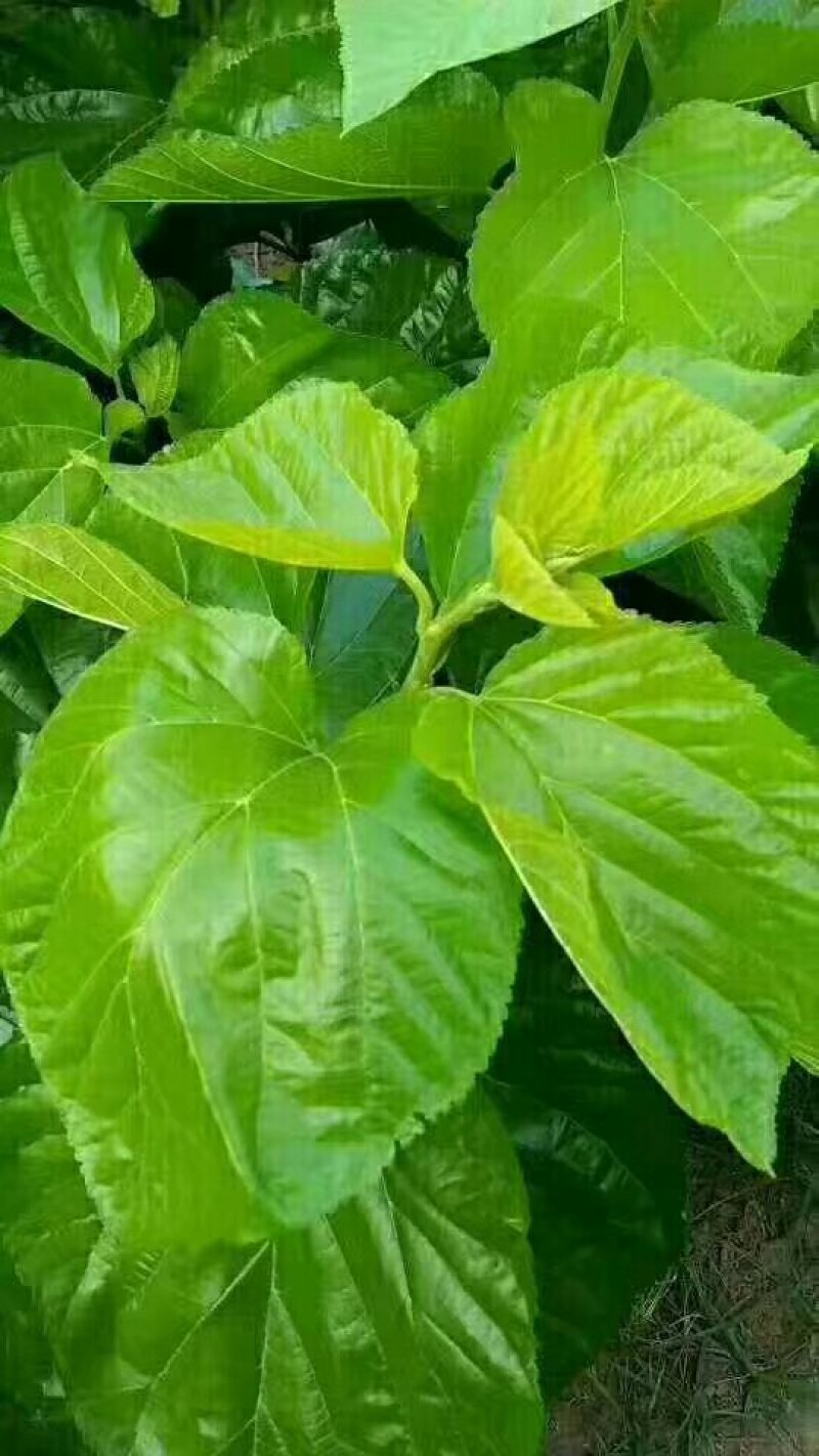 蚕丝、干蚕茧