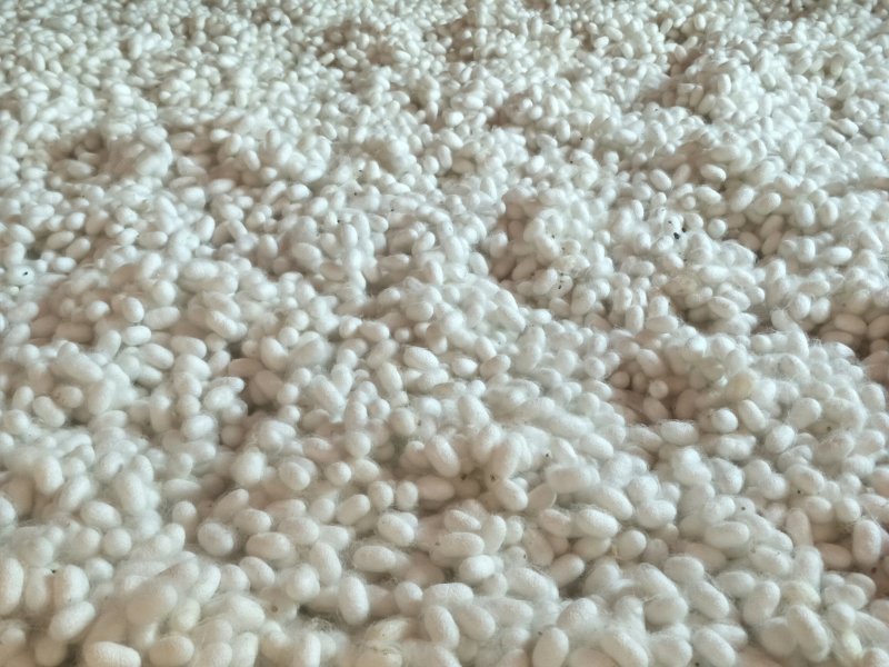 蚕丝、干蚕茧