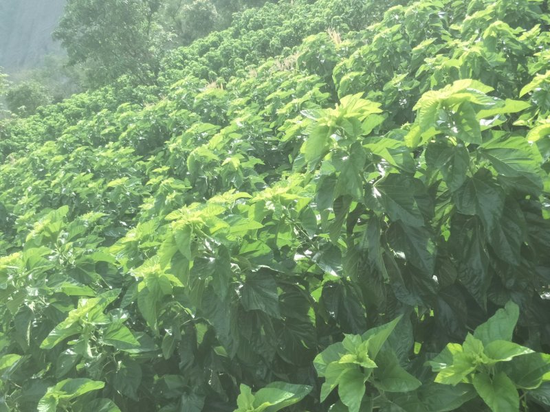 蚕丝、干蚕茧