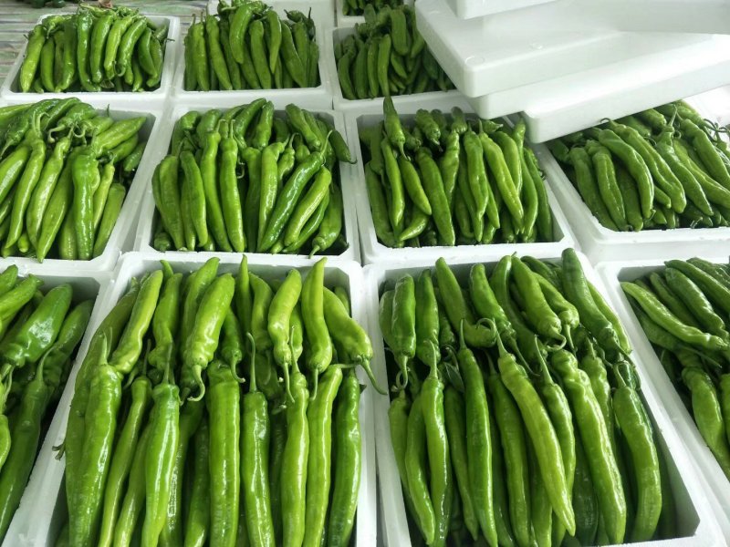 鲜尖椒.鲜辣椒.20厘米中辣.长剑尖椒.黄绿皮