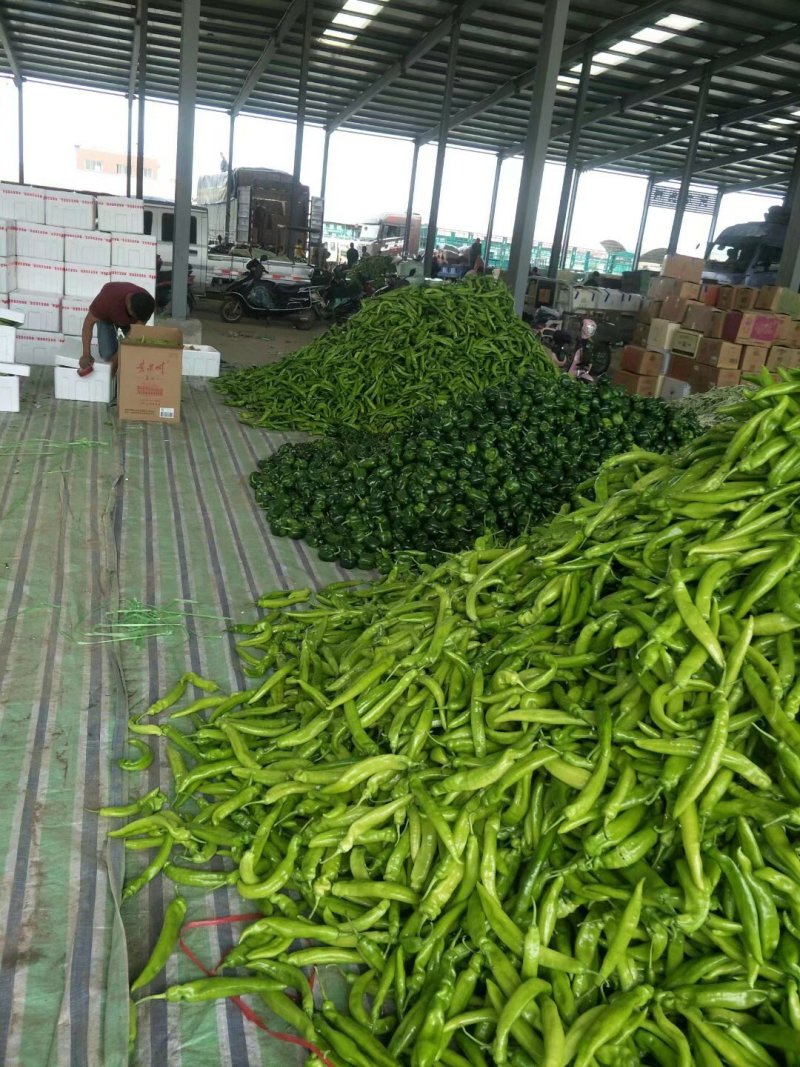鲜尖椒.鲜辣椒.20厘米中辣.长剑尖椒.黄绿皮