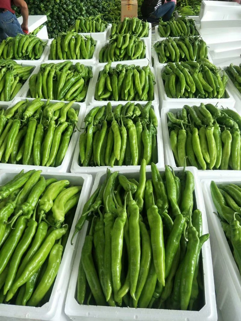 鲜尖椒.鲜辣椒.20厘米中辣.长剑尖椒.黄绿皮
