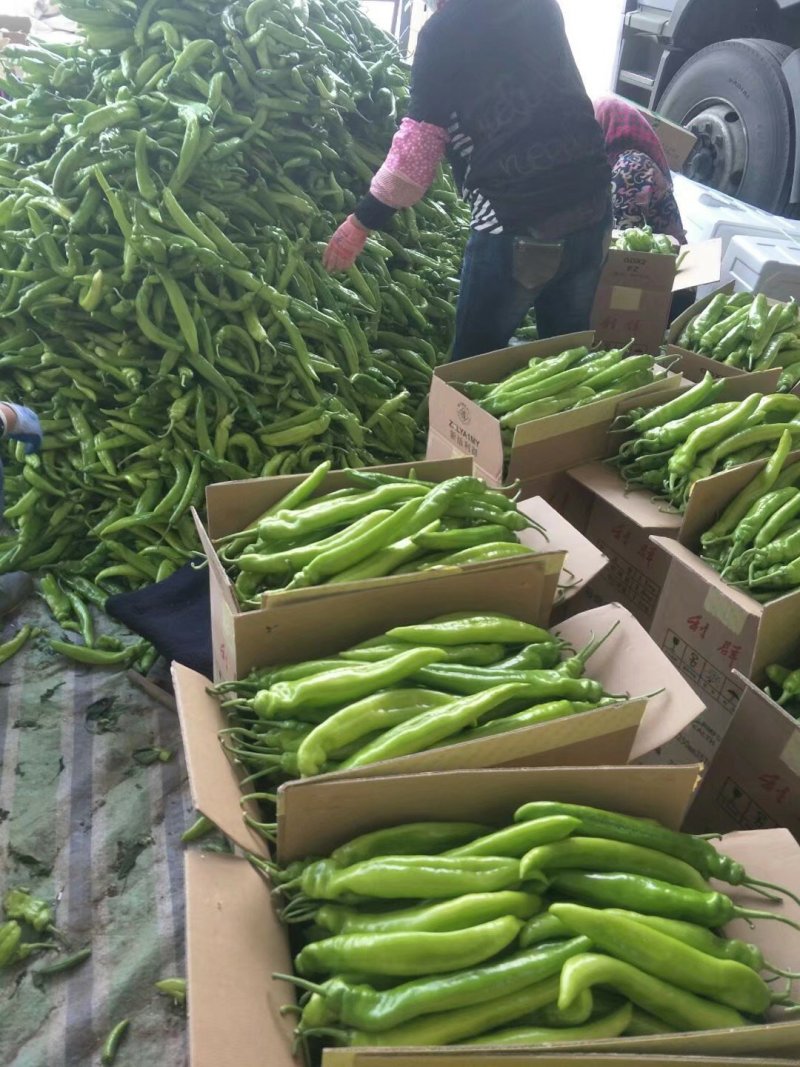 鲜尖椒.鲜辣椒.20厘米中辣.长剑尖椒.黄绿皮