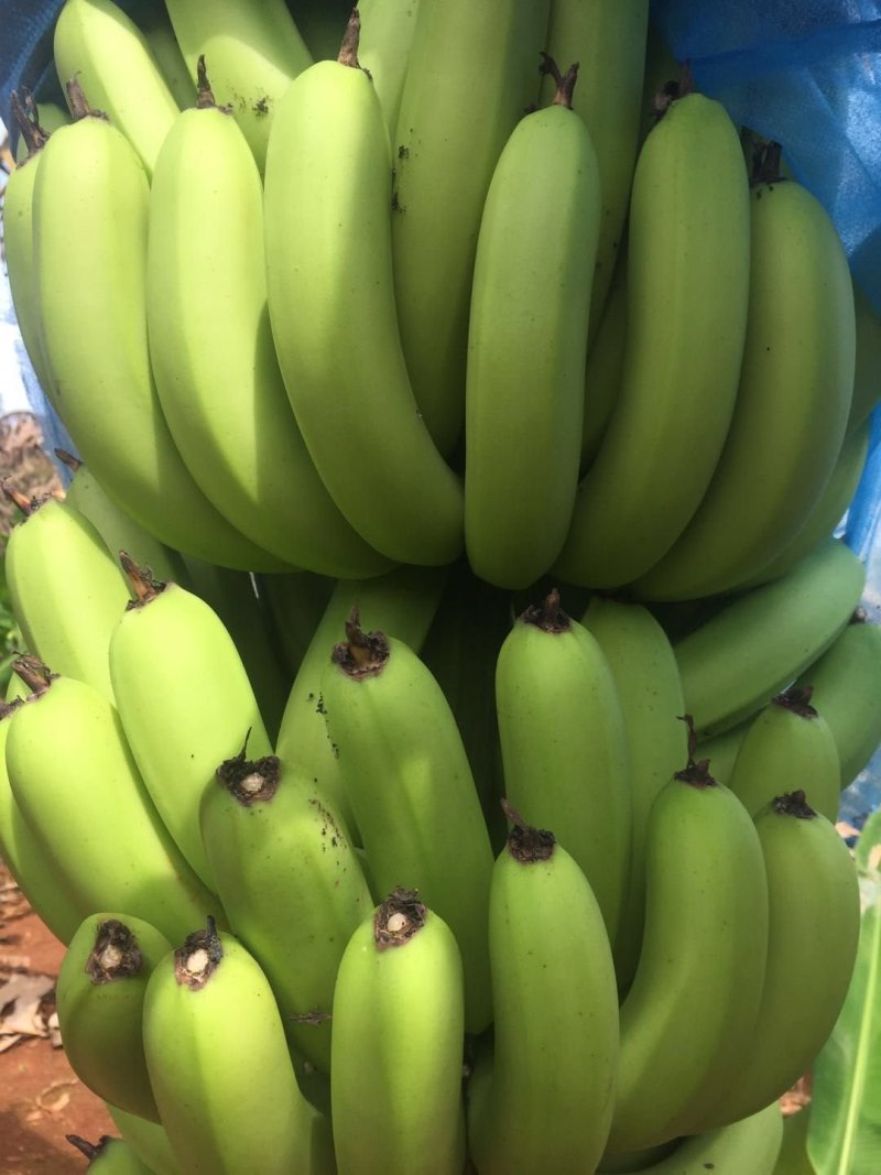 香蕉