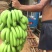香蕉