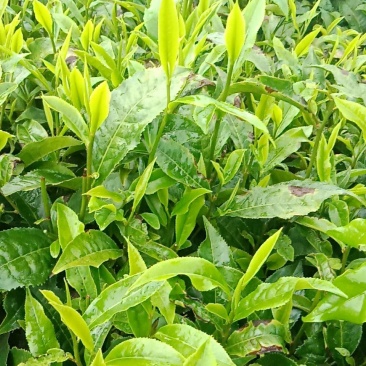普洱茶