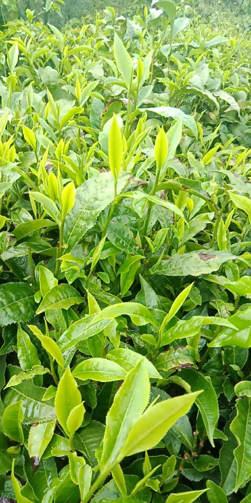 普洱茶