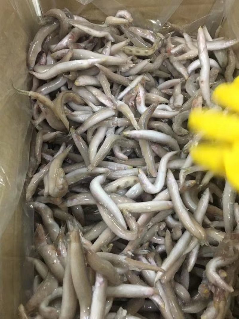 沙溜鱼，海泥鳅，单冻，片冻均有