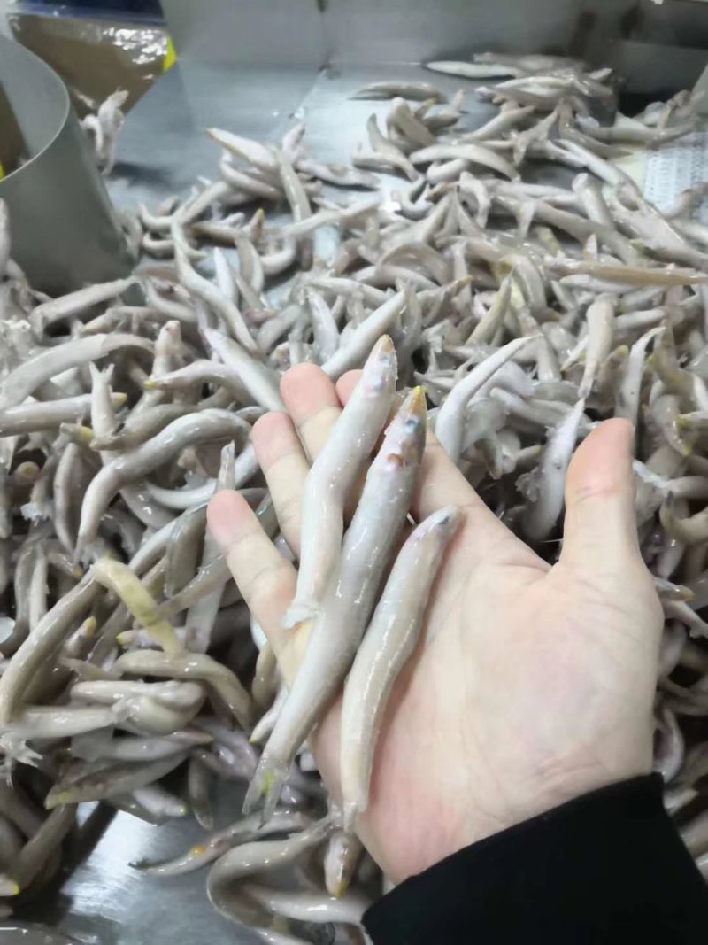 沙溜鱼，海泥鳅，单冻，片冻均有