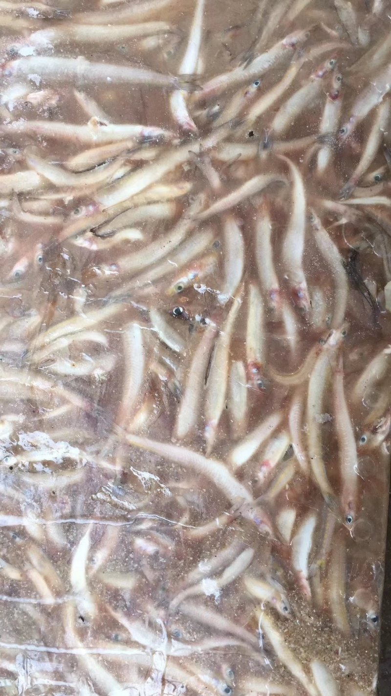 沙溜鱼，海泥鳅，单冻，片冻均有