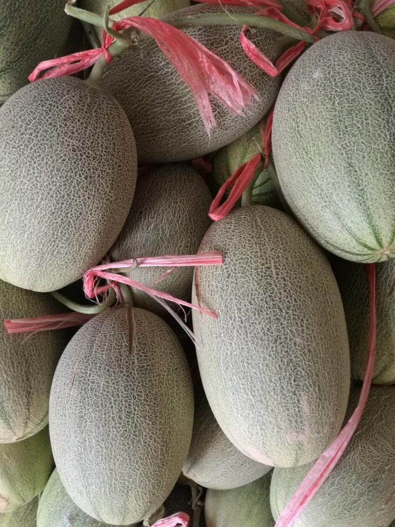 西州蜜25，脆甜可口，是我们这里的地理标志产品