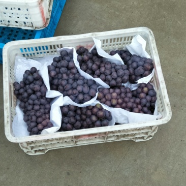 夏黑葡萄