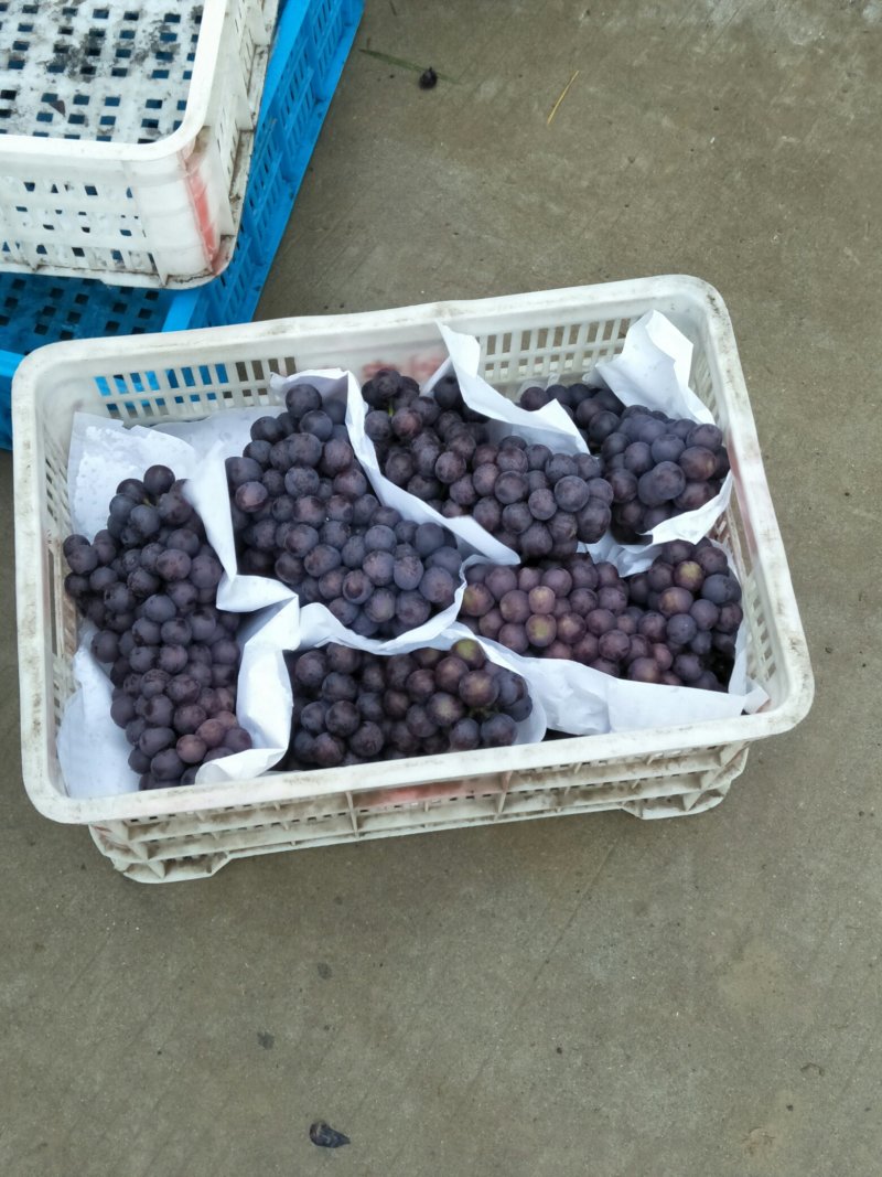 夏黑葡萄