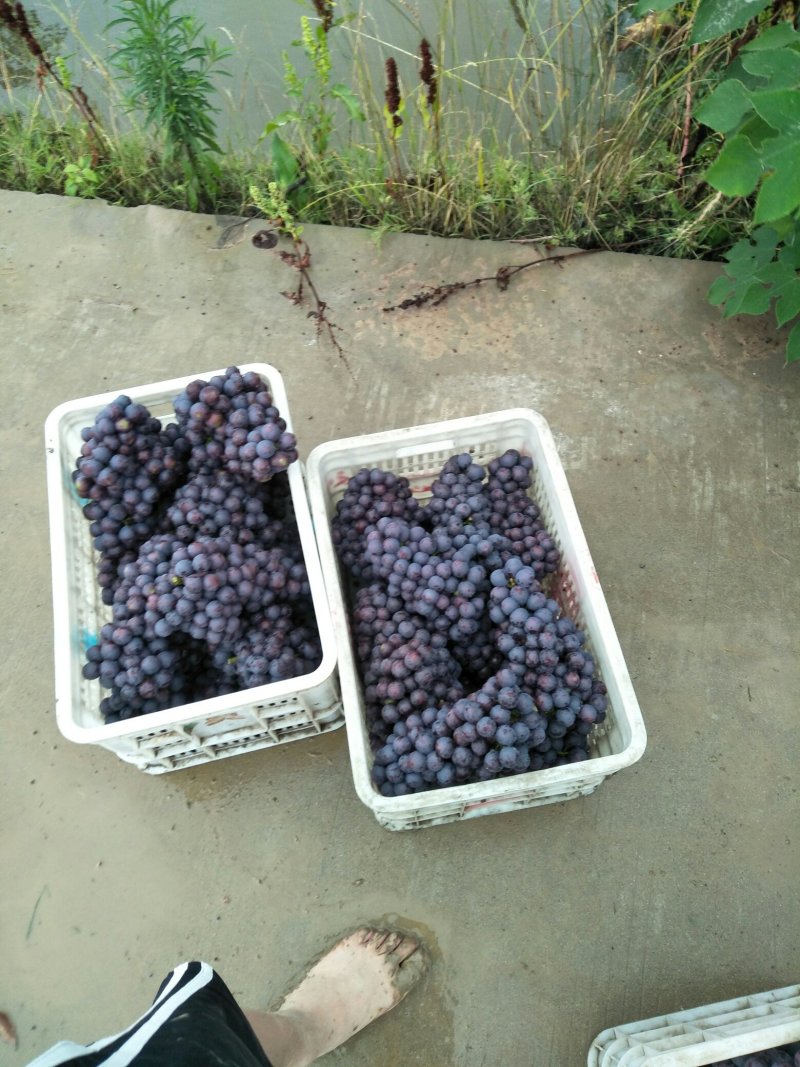 夏黑葡萄