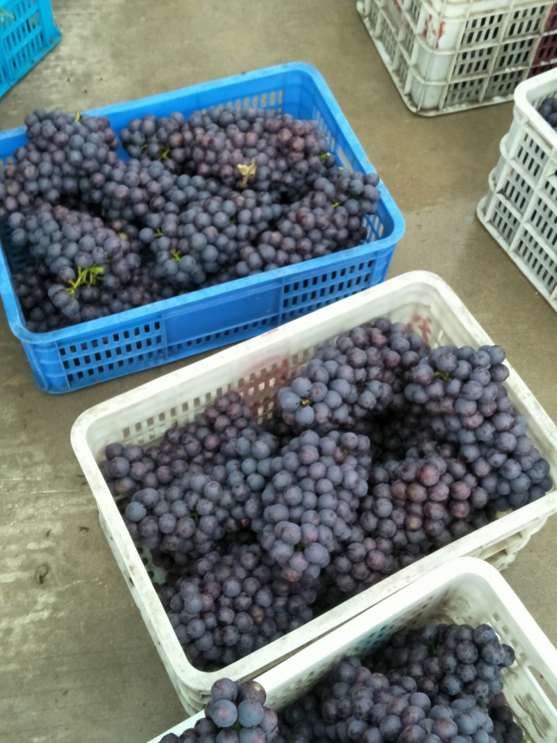 夏黑葡萄