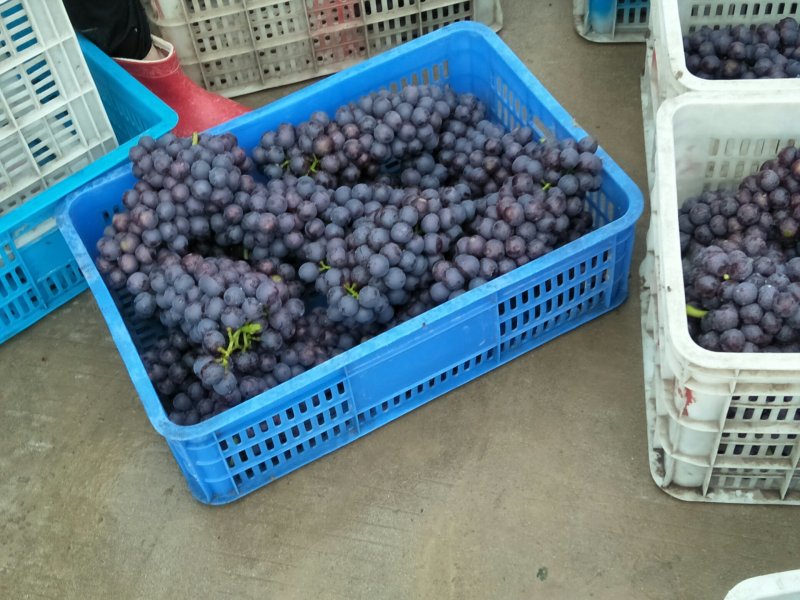 夏黑葡萄
