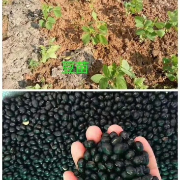 纯手工高营养黑豆腐竹