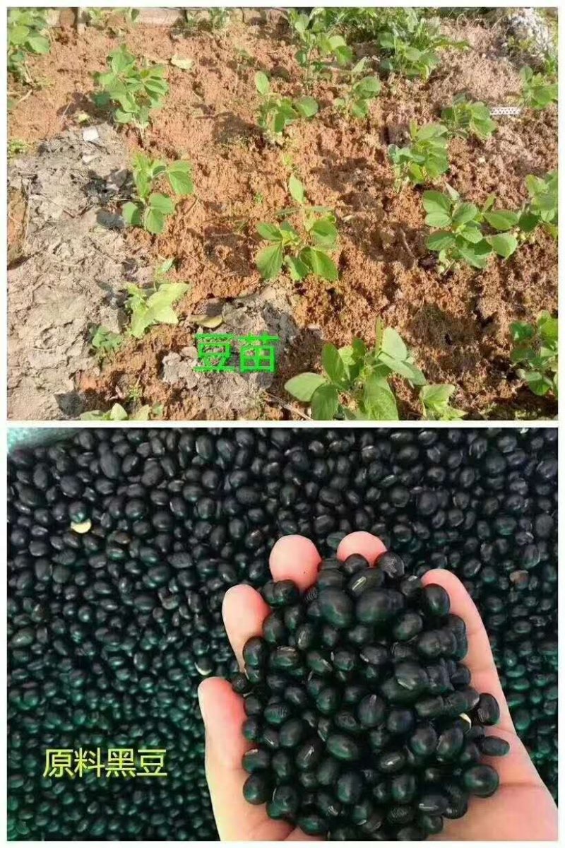 纯手工高营养黑豆腐竹
