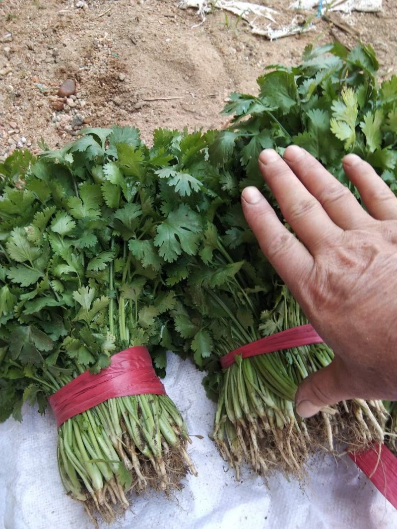 【优质】吉林油叶香菜大量上市〔基地直采〕保障品质