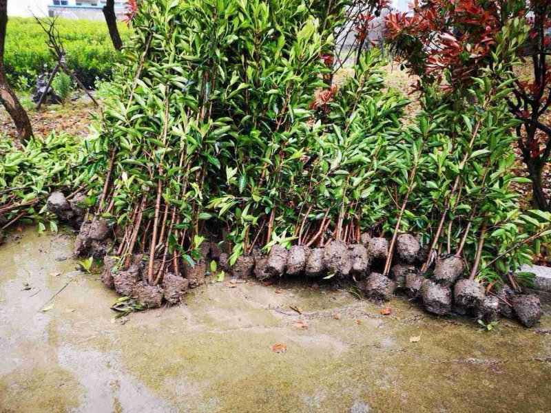 浙江宁波精品法国冬青青珊瑚