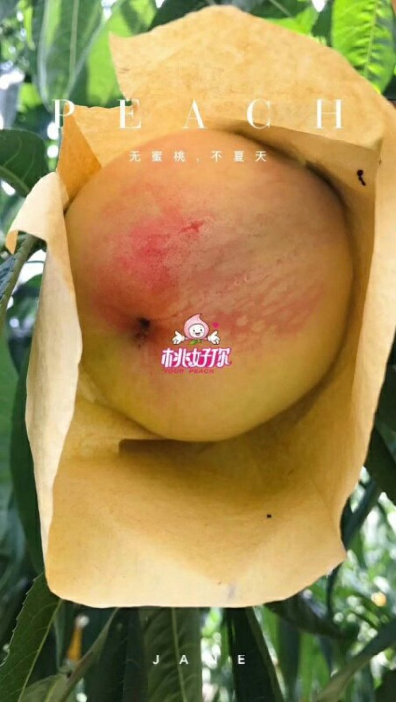 阳山水蜜桃