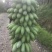 广东香蕉种苗/西贡粉蕉苗/金粉一号蕉苗/红香蕉苗/矮香蕉