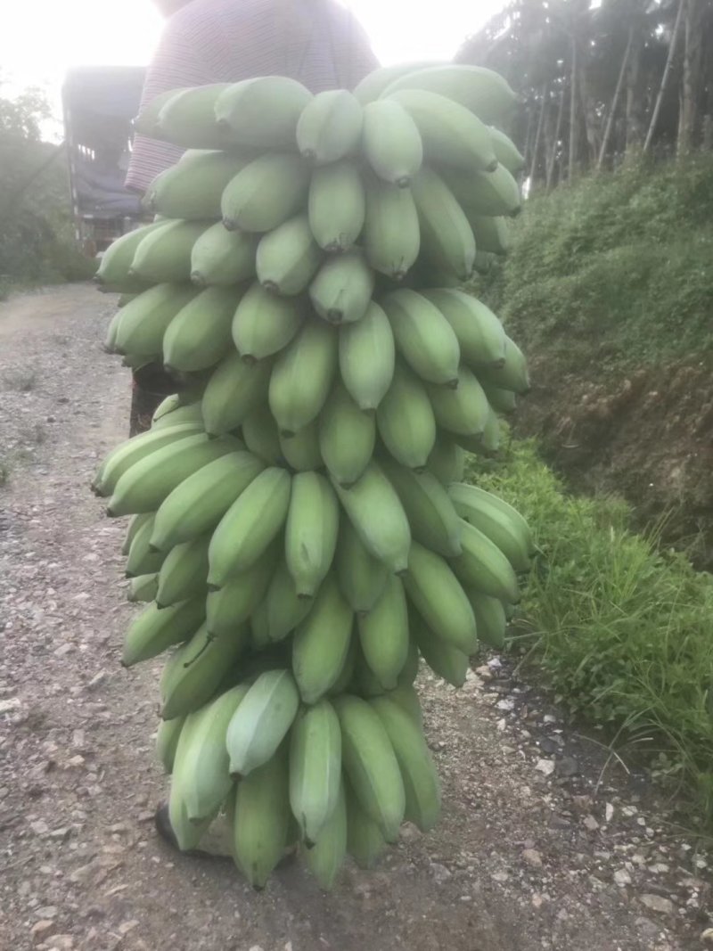广东香蕉种苗/西贡粉蕉苗/金粉一号蕉苗/红香蕉苗/矮香蕉