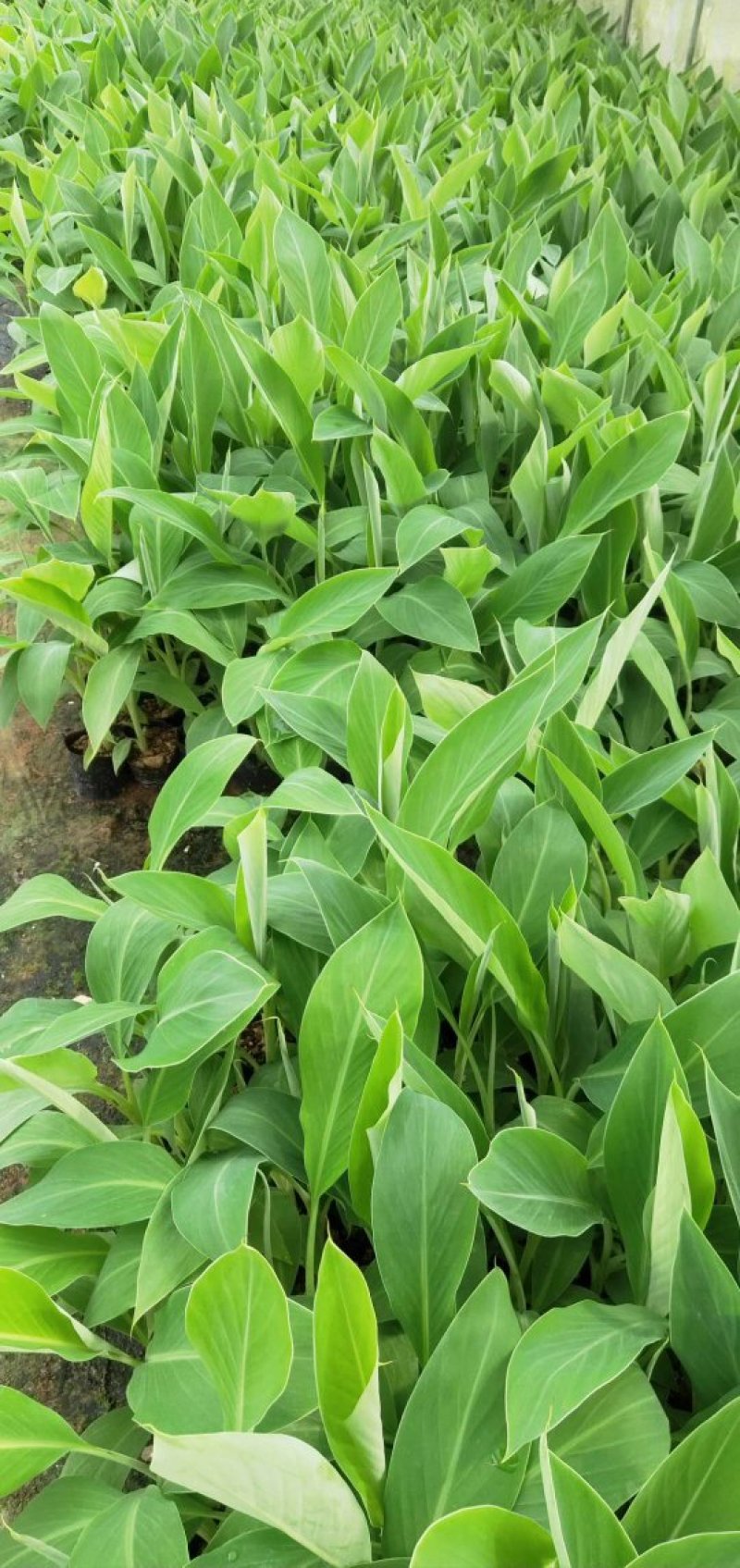 广东香蕉种苗/西贡粉蕉苗/金粉一号蕉苗/红香蕉苗/矮香蕉