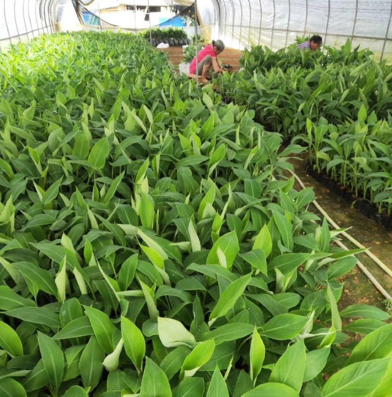 广东香蕉种苗/西贡粉蕉苗/金粉一号蕉苗/红香蕉苗/矮香蕉