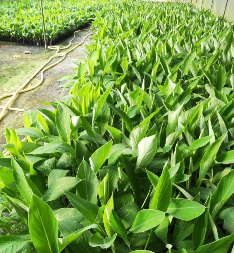 广东香蕉种苗/西贡粉蕉苗/金粉一号蕉苗/红香蕉苗/矮香蕉