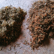 恩施野生金银花