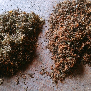 恩施野生金银花