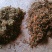 恩施野生金银花
