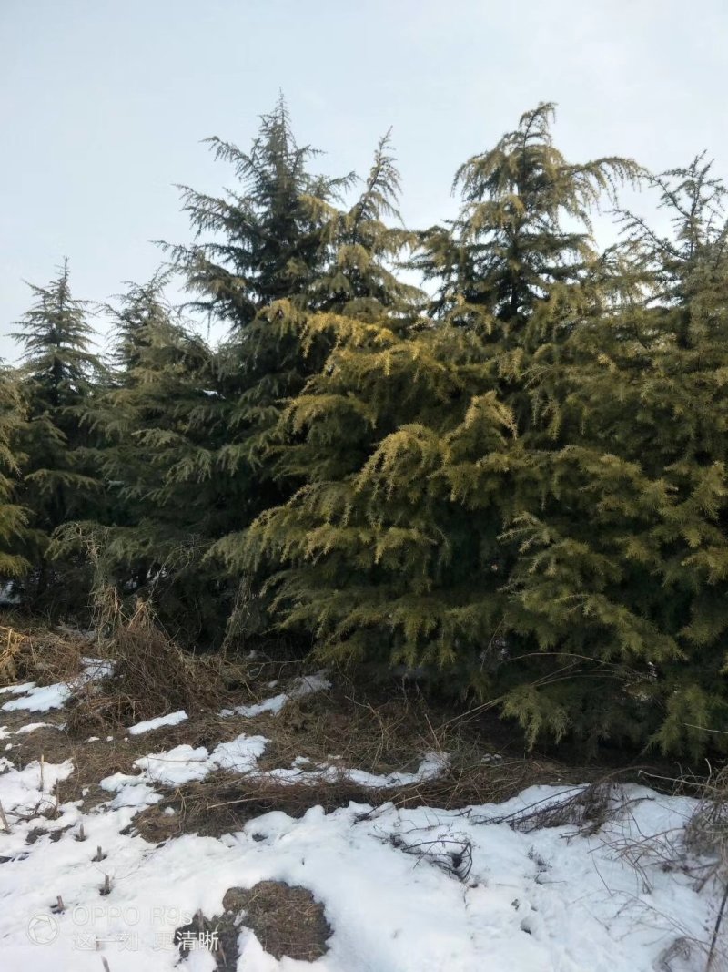 雪松，3米雪松，4米雪松，5米雪松，6米雪松300亩直供