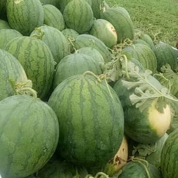 航天西瓜🍉，开园了，欢迎新老朋友光临