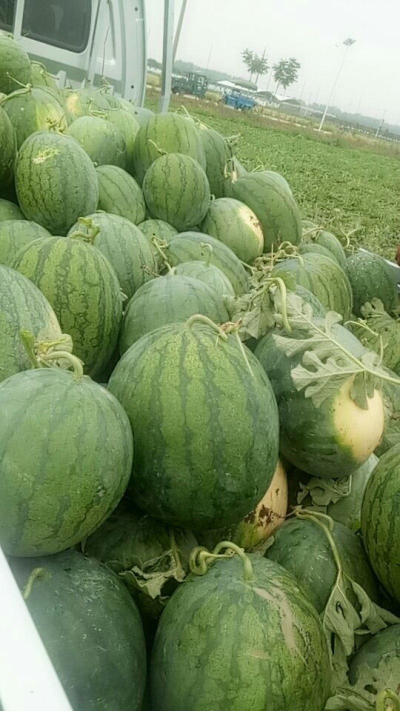航天西瓜🍉，开园了，欢迎新老朋友光临